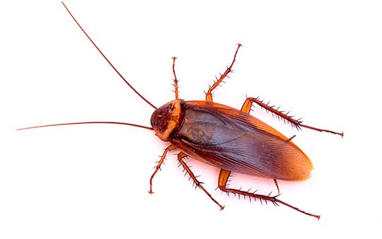 Cucaracha americana